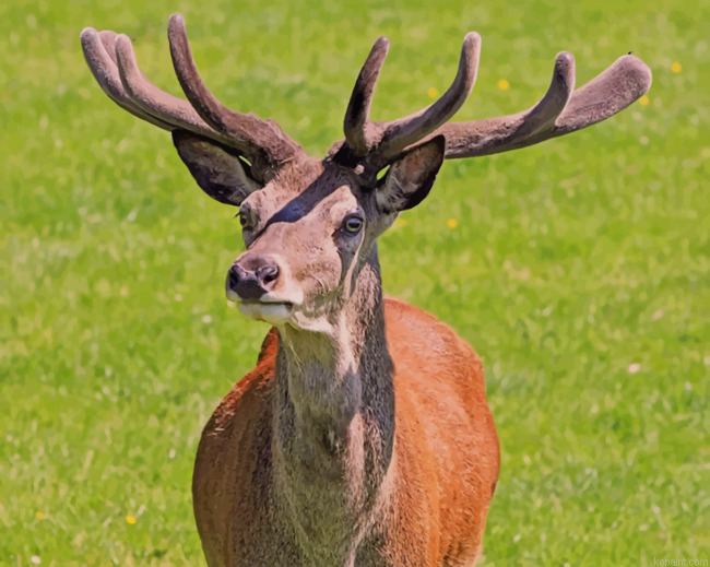 Red Deer Stag During Daytime Paint By Numbers