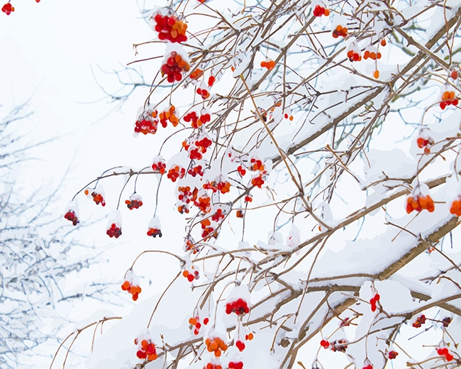 Red Flowers Snow New Painting By Numberss.png