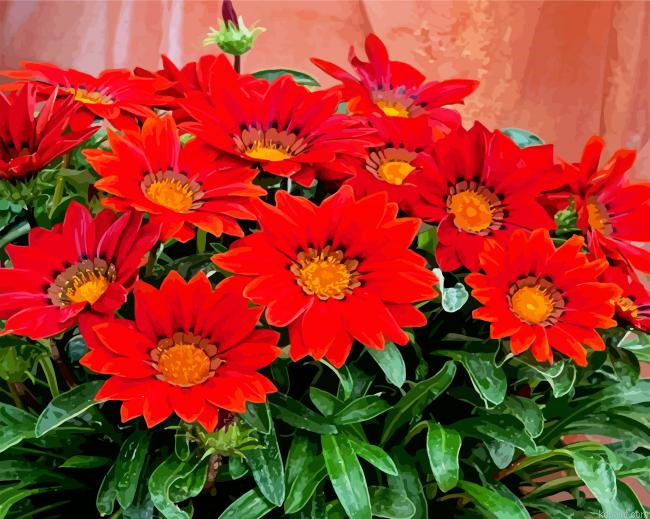 Red Gazania Painting By Numberss.png
