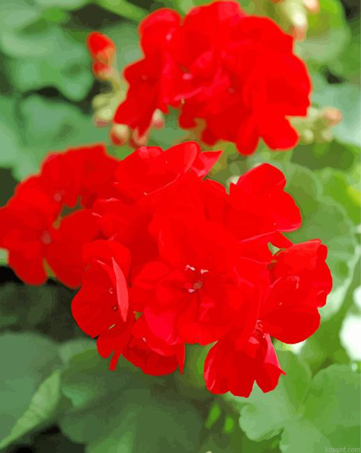 Red Geranium Painting By Numberss.png