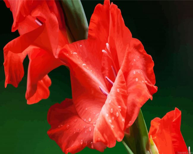 Red Gladiola Paint By Numbers