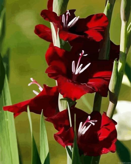 Red Gladiolas Flowers Paint By Numbers