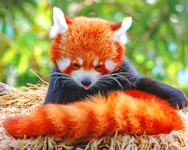 Red Panda In The Nest Painting By Numberss.png