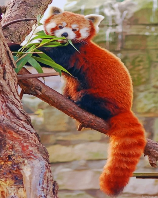 Red Panda On Tree Painting By Numberss.png