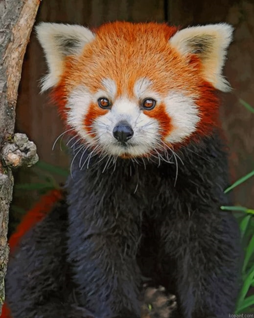 Red Panda Painting By Numberss.png
