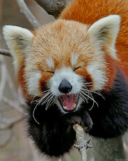 Red Panda Smile Painting By Numberss.png