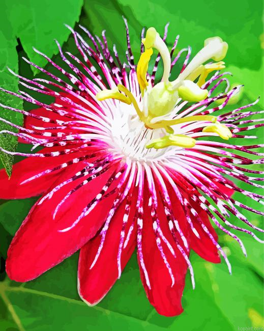 Red Passion Flower Painting By Numberss.png