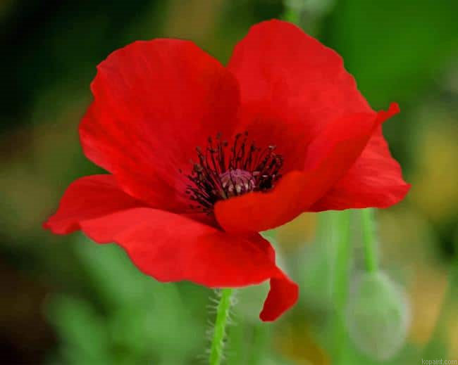 Red Poppy Flower New Painting By Numberss.png