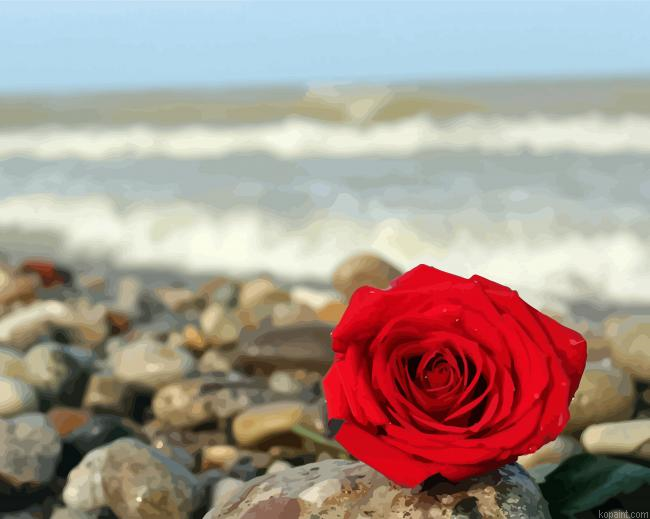 Red Rose And Beach Painting By Numberss.png