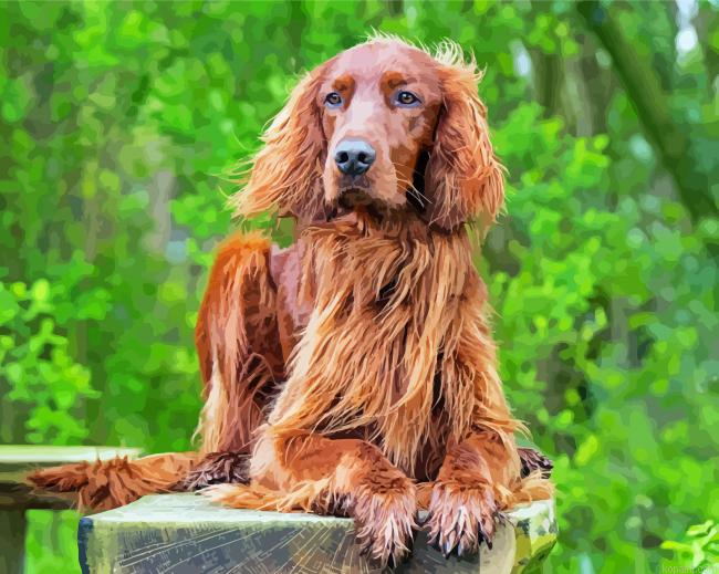 Red Setter Paint By Numbers