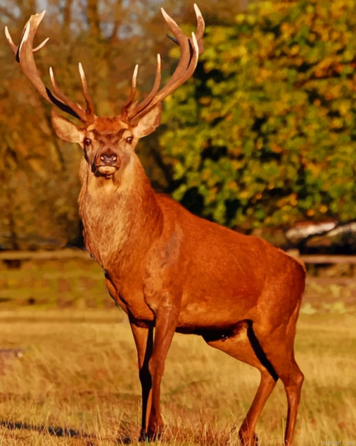 Red Stag Deer Painting By Numberss.png