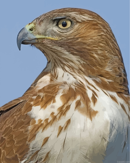 Red Tailed Hawk Bird Paint By Numbers
