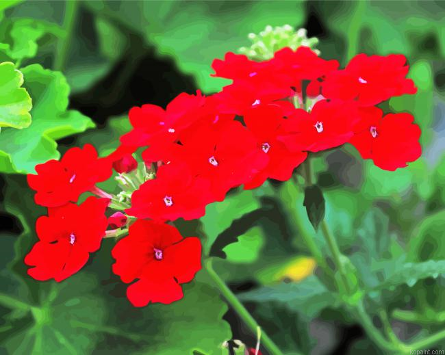 Red Verbena Flowering Plant Painting By Numberss.png