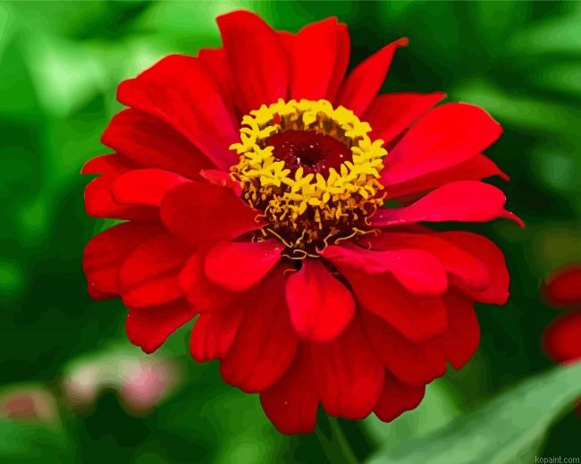 Red Zinnia Painting By Numberss.png