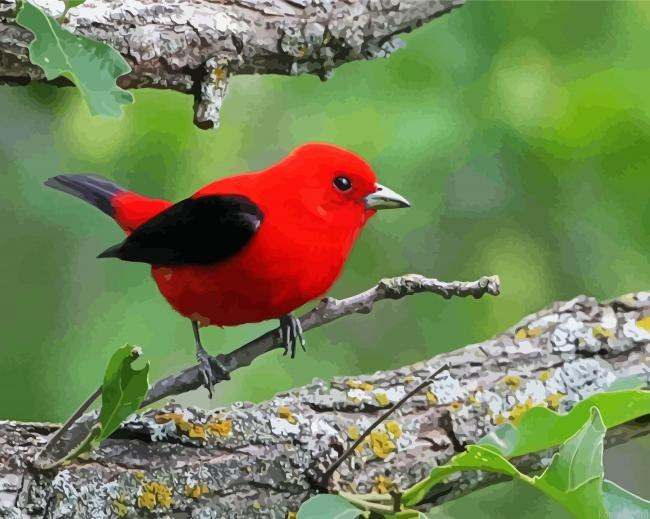 Red Songbird Painting By Numberss.png