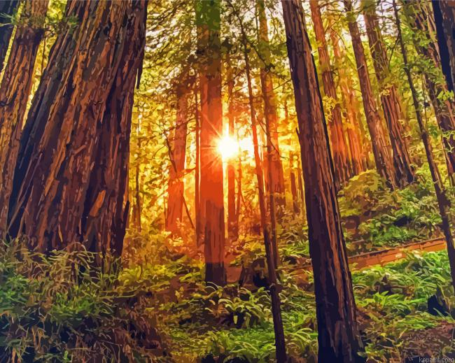 Redwoods Landscape Painting By Numberss.png