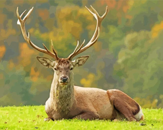 Resting Deer Paint By Numbers