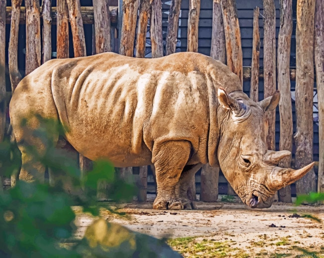 Rhinoceros In Zoo Painting By Numberss.png