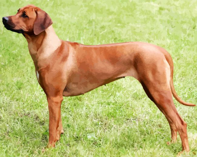Rhodesian Dogs Paint By Numbers.png