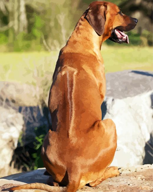 Rhodesian Ridgeback Back Paint By Numbers.png
