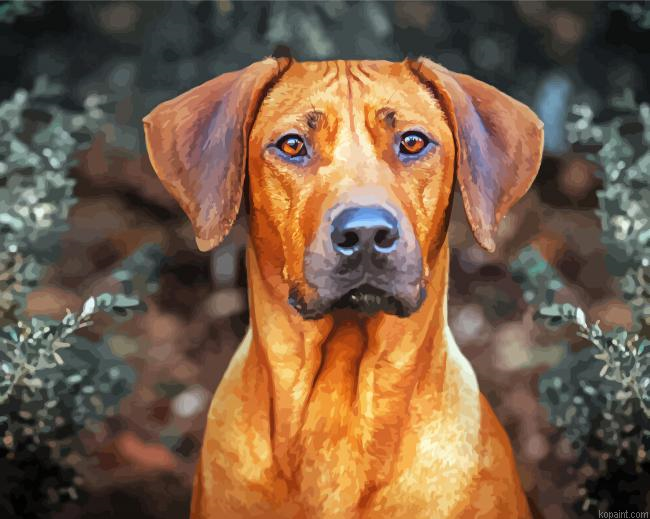Rhodesian Ridgeback Dog Animal Paint By Numbers