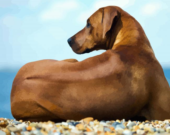 Rhodesian Ridgeback Dog Sitting Paint By Numbers.png
