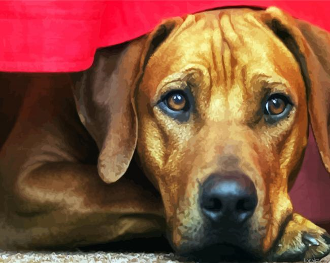 Rhodesian Ridgeback Head Dog Paint By Numbers.png