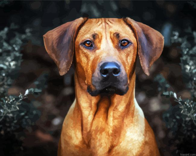 Rhodesian Ridgeback Head Paint By Numbers.png