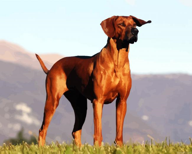 Rhodesian Ridgeback Puppy Illustration Paint By Numbers.png