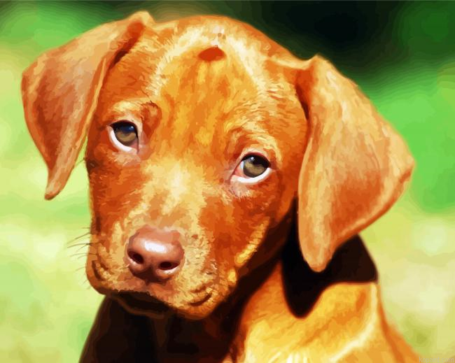 Rhodesian Ridgeback Puppy Paint By Numbers.png