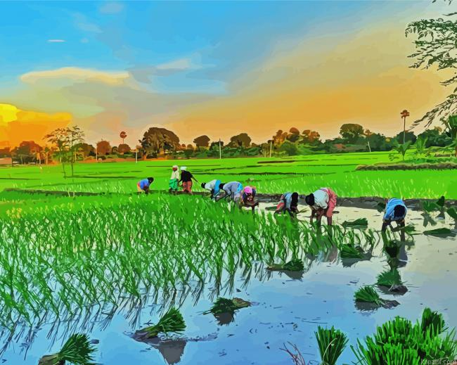 Rice Field Asia Painting By Numberss.png