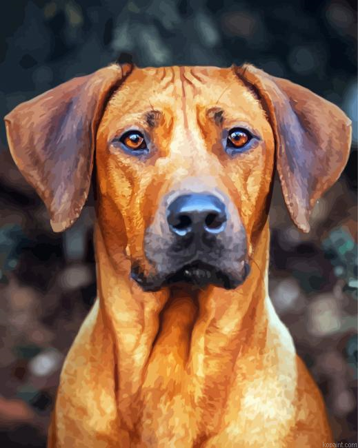 Ridgeback Dog Paint By Numbers