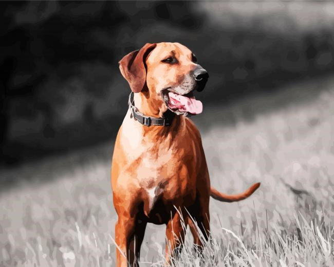 Ridgeback Dog Running Paint By Numbers.png