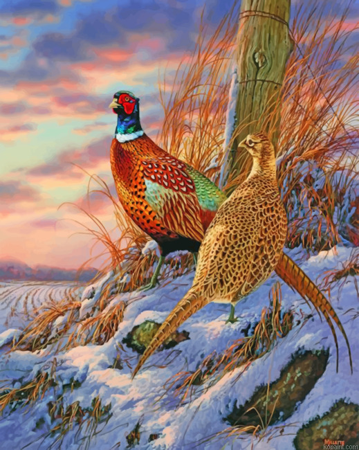Ring Necked Pheasant Painting By Numberss.png