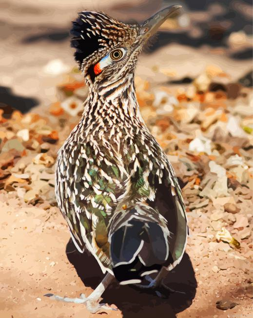 Road Runner Painting By Numberss.png