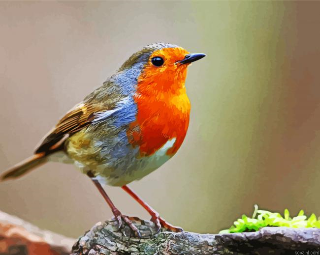 Robin Bird Illustration Paint By Numbers