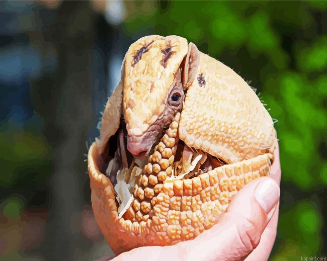 Rolled Armadillo Paint By Numbers