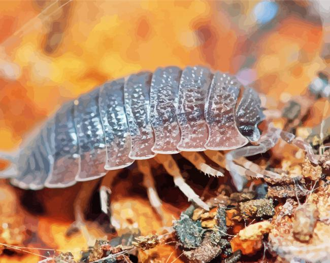 Roly Poly Insect Painting By Numberss.png