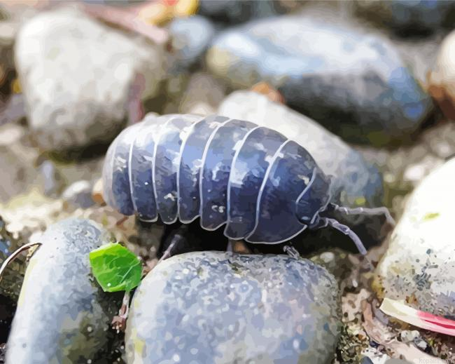 Roly Poly Painting By Numberss.png