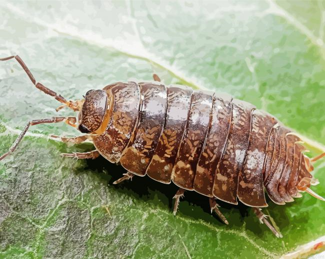 Roly Poly Potato Bug Painting By Numberss.png
