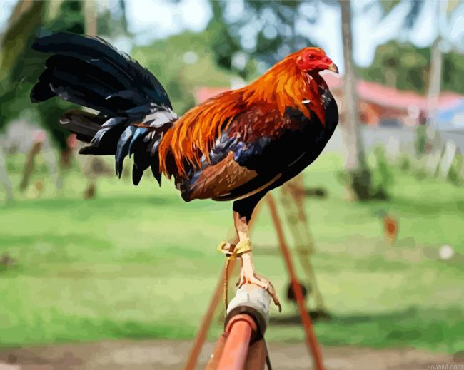Rooster Bird Painting By Numberss.png