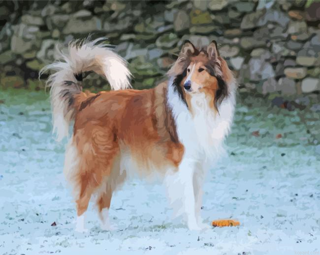 Rough Collie Dog Painting By Numberss.png
