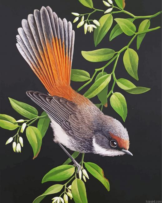 Rufous Fantail Web Painting By Numberss.png