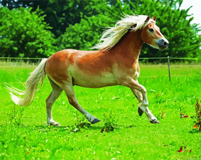 Running Pony In Field Paint By Numbers