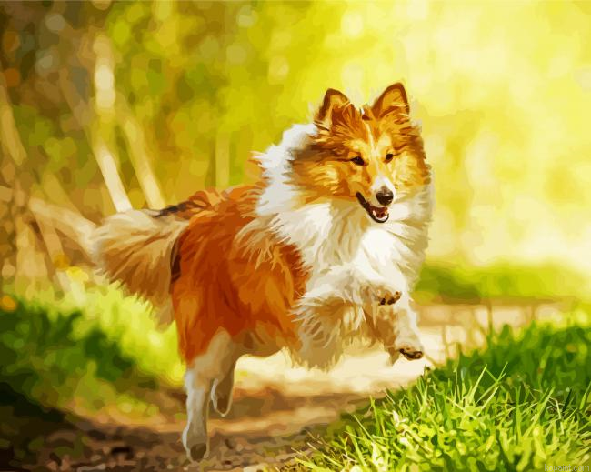 Running Sheepdog Animal Painting By Numberss.png