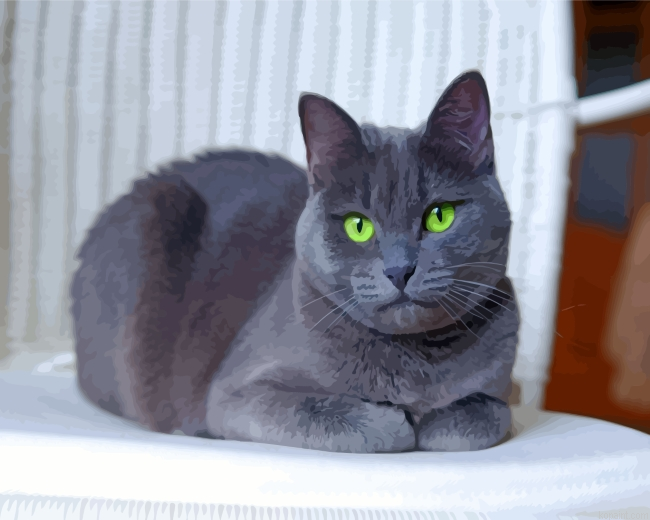 Russian Blue Cat Painting By Numberss.png