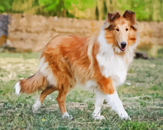 Sable Rough Collie Painting By Numberss.png