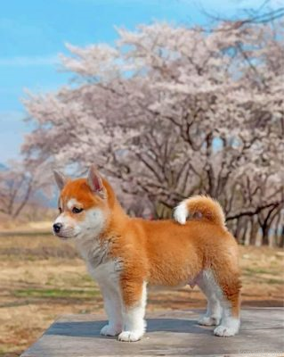 Sakura Shiba Inu Dog Painting By Numberss.png