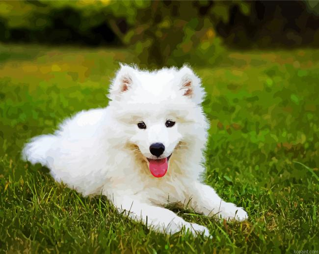 Samoyed Dog Painting By Numberss.png