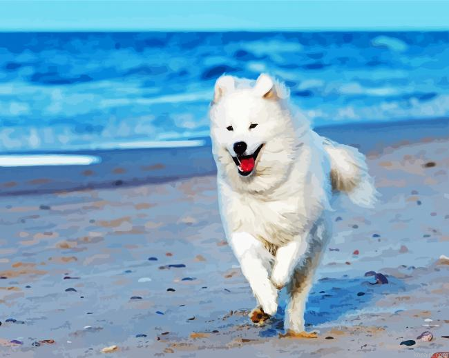 Samoyed Dog Running Painting By Numberss.png